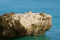 Cormorants and seagulls 1 Royalty Free Stock Photo