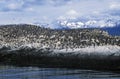 Cormorants on rocks near Beagle Channel and Bridges Islands, Ushuaia, southern Argentina