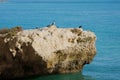 Cormorants and seagulls 2 Royalty Free Stock Photo