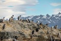 Cormorants sea birds island - Beagle Channel, Ushuaia, Argentina Royalty Free Stock Photo