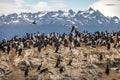 Cormorants sea birds island - Beagle Channel, Ushuaia, Argentina Royalty Free Stock Photo