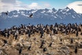 Cormorants sea birds island - Beagle Channel, Ushuaia, Argentina Royalty Free Stock Photo