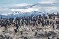 Cormorants sea birds island - Beagle Channel, Ushuaia, Argentina Royalty Free Stock Photo