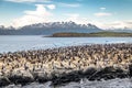 Cormorants sea birds island - Beagle Channel, Ushuaia, Argentina Royalty Free Stock Photo