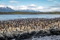 Cormorants sea birds island - Beagle Channel, Ushuaia, Argentina Royalty Free Stock Photo