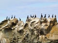 Cormorants and seabirds on the sandstone of the Belle Chain Islands, BC Royalty Free Stock Photo