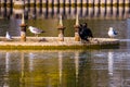 Cormorants and seagulls on concrete circle on lake
