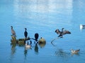 Cormorants & Seagulls in SF Bay Royalty Free Stock Photo