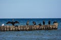 Cormorants and seagulls sit on wooden breakwaters on a Baltic Sea coast Royalty Free Stock Photo