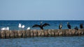 Cormorants and seagulls sit on wooden breakwaters on a Baltic Sea coast Royalty Free Stock Photo