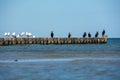 Cormorants and seagulls sit on wooden breakwaters on a Baltic Sea coast Royalty Free Stock Photo