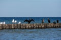 Cormorants and seagulls sit on wooden breakwaters on a Baltic Sea coast Royalty Free Stock Photo