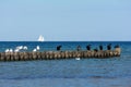 Cormorants and seagulls sit on wooden breakwaters on a Baltic Sea coast, a sailing ship in the background Royalty Free Stock Photo