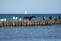 Cormorants and seagulls sit on wooden breakwaters on a Baltic Sea coast, a sailing ship in the background Royalty Free Stock Photo