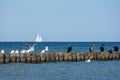 Cormorants and seagulls sit on wooden breakwaters on a Baltic Sea coast, a sailing ship in the background Royalty Free Stock Photo