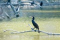 Cormorants Royalty Free Stock Photo