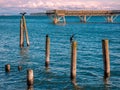 Cormorants sit on the piles near fishing pier in Sidney, Vancou