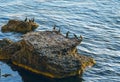 Cormorants sit on a rock in the sea