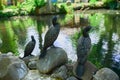 Cormorants sit on a stone against the backdrop of a lake
