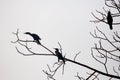 Cormorants sitting on a branch in the backwaters in India Royalty Free Stock Photo