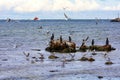 Cormorants are sitting on stones on a Baltic Sea coast, many seagulls are flying around Royalty Free Stock Photo