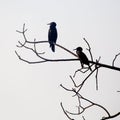 Cormorants sitting in a tree in India Royalty Free Stock Photo