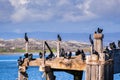 Cormorants sitting on a wooden platforms and posts at the entrance to Moss Beach harbor, Monterey Bay, Pacific Ocean coastline, C Royalty Free Stock Photo