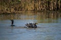Cormorants splashing water Royalty Free Stock Photo