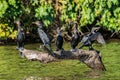 Cormorants standing branch peruvian Amazon jungle Madre de Dios Royalty Free Stock Photo