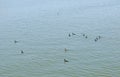Cormorants Swimming in Water - Backwaters in Kerala, India Royalty Free Stock Photo