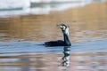 Cormorants swimming in the wetlands water Royalty Free Stock Photo