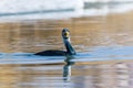 Cormorants swimming in the wetlands water Royalty Free Stock Photo