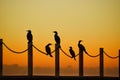 cormorants turning their heads silhouetted against an orange sky