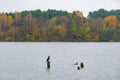 Cormorants, wonderful autumn landscape with with brilliant green, yellow and orange foliage Royalty Free Stock Photo