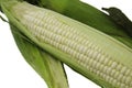 Corn 1 Royalty Free Stock Photo
