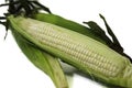 Corn 1 Royalty Free Stock Photo