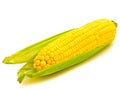 Corn Royalty Free Stock Photo