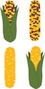 Corn