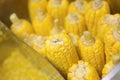 Group Yellow Corn, indian corn