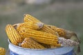 Fresh harvested corn in a bucket 