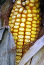Corn Royalty Free Stock Photo