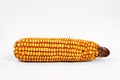 Corn Royalty Free Stock Photo