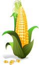 Corn