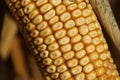 Corn Royalty Free Stock Photo