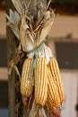 Corn Royalty Free Stock Photo