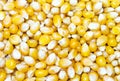 Corn Royalty Free Stock Photo