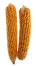 Corn