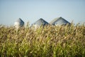 Corn Royalty Free Stock Photo