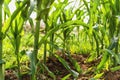 Corn agriculture. Green nature. Rural field on farm land in summ