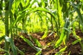 Corn agriculture. Green nature. Rural field on farm land in summ